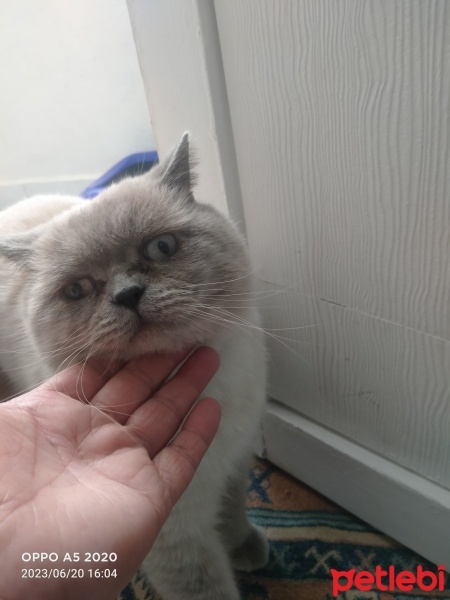 İran Kedisi (Persian), Kedi  Tosun fotoğrafı