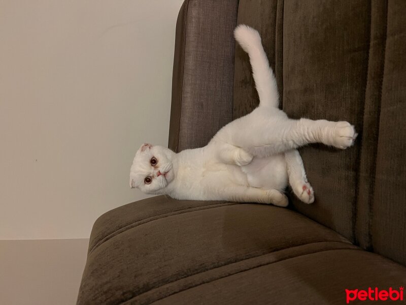 Scottish Fold, Kedi  Kral fotoğrafı