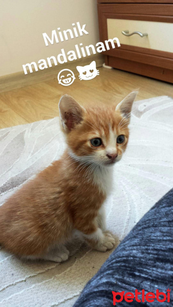Tekir Kedi, Kedi  Pati fotoğrafı