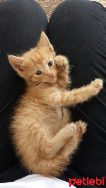 Tekir Kedi, Kedi  Pati fotoğrafı