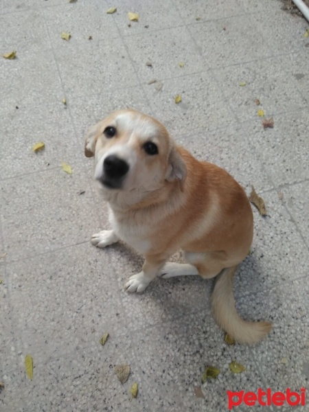 Labrador Retriever, Köpek  Lucky 1 yaşında sahiplendirme bedava aşıları tam fotoğrafı