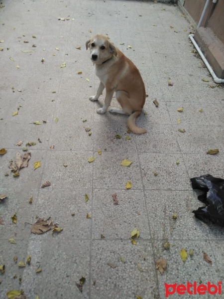 Labrador Retriever, Köpek  Lucky 1 yaşında sahiplendirme bedava aşıları tam fotoğrafı