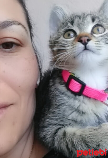 Tekir Kedi, Kedi  Nazlı fotoğrafı