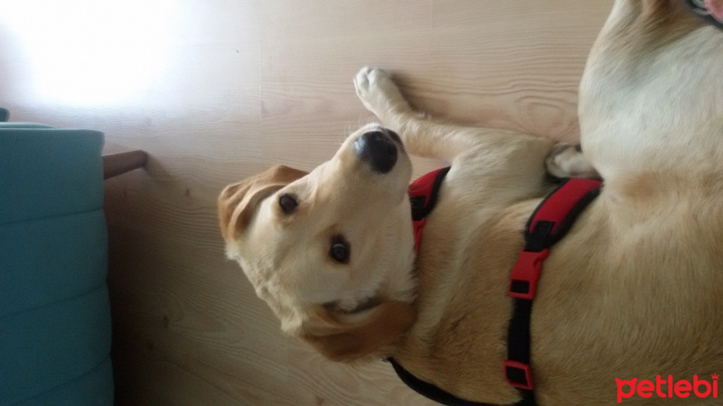 Golden Retriever, Köpek  lucy fotoğrafı