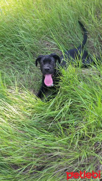 Cane Corso Italiano, Köpek  dost fotoğrafı