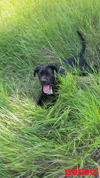 Cane Corso Italiano, Köpek  dost fotoğrafı