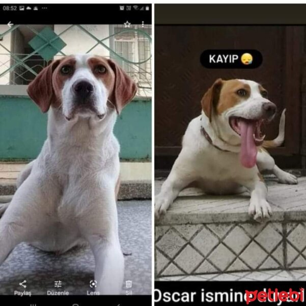 Beagle, Köpek  Oscar fotoğrafı