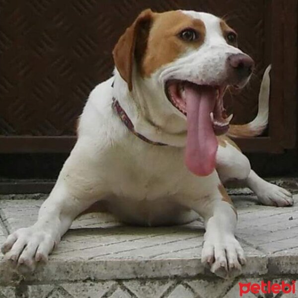 Beagle, Köpek  Oscar fotoğrafı