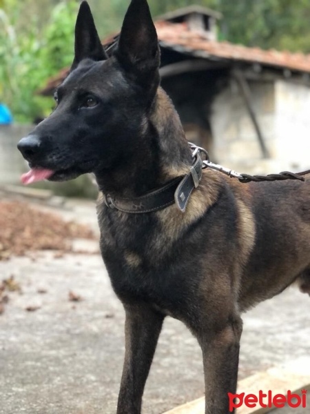 Belçika Malinois, Köpek  ACHİLL fotoğrafı