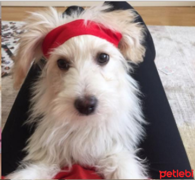 Maltese, Köpek  Lila fotoğrafı