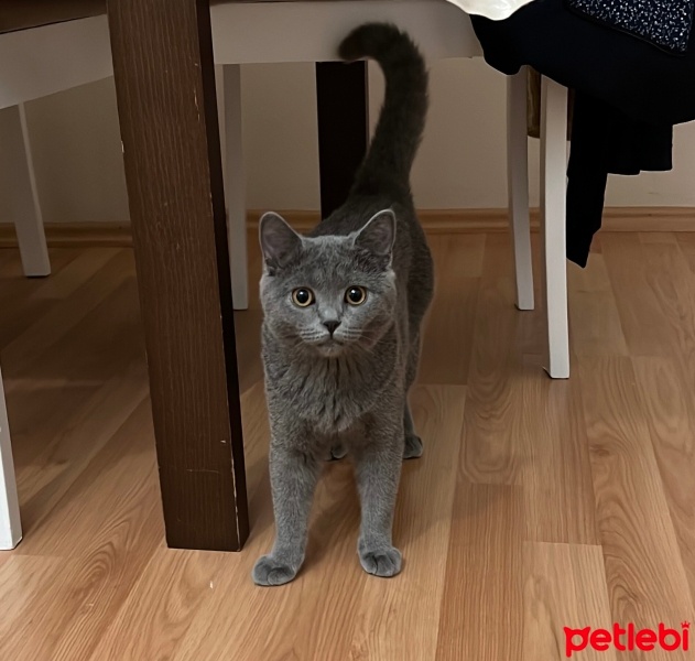 British Shorthair, Kedi  Şila fotoğrafı