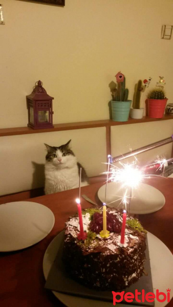 Tekir Kedi, Kedi  Kurin fotoğrafı
