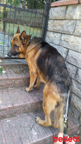 Alman Çoban Köpeği, Köpek  Toprak fotoğrafı