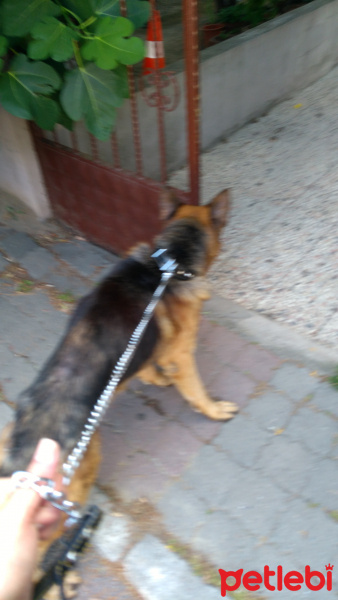Alman Çoban Köpeği, Köpek  Toprak fotoğrafı