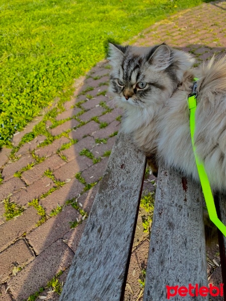 Chinchilla, Kedi  Dobby fotoğrafı