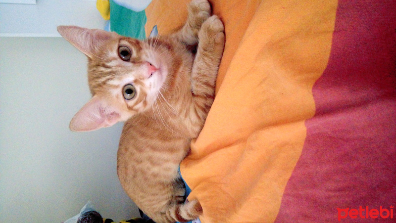 Tekir Kedi, Kedi  Tarçın fotoğrafı