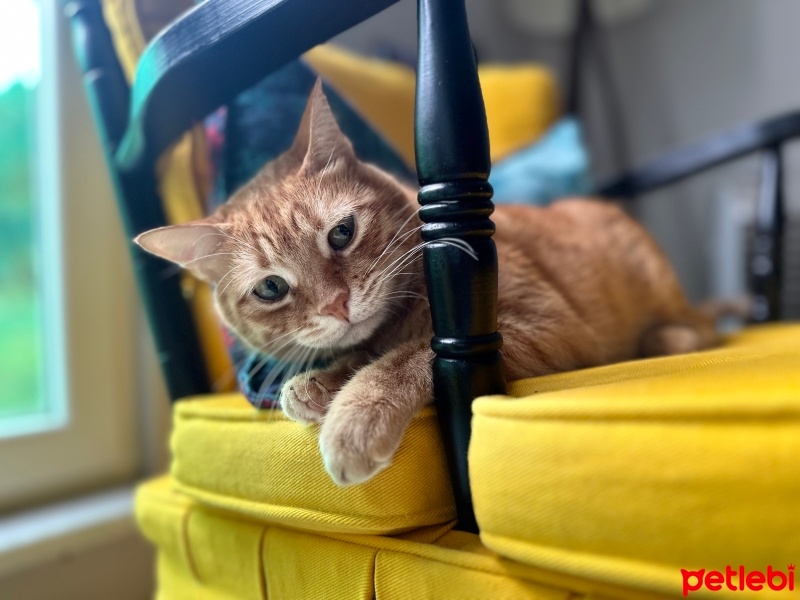 Sarman, Kedi  Bal fotoğrafı