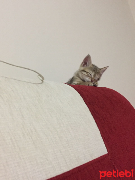 Tekir Kedi, Kedi  Mücver fotoğrafı