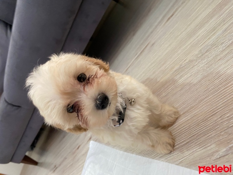 Maltese, Köpek  GOFRET fotoğrafı