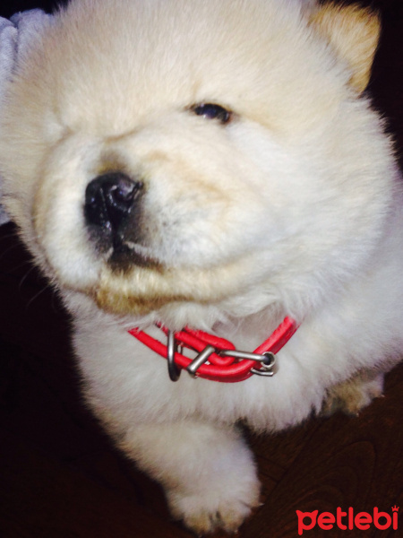 Chow Chow (çin Aslanı), Köpek  Şana fotoğrafı