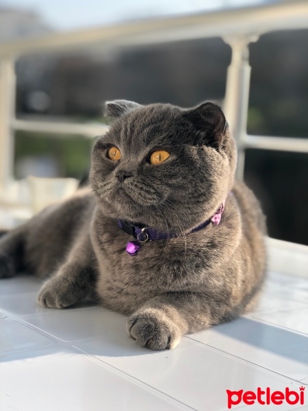 Scottish Fold, Kedi  Mia fotoğrafı