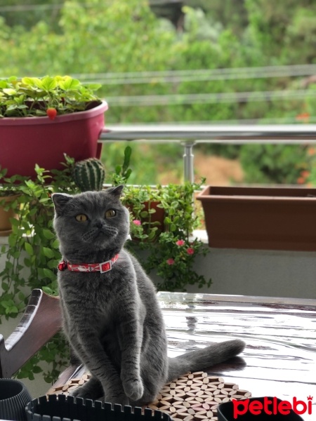Scottish Fold, Kedi  Mia fotoğrafı