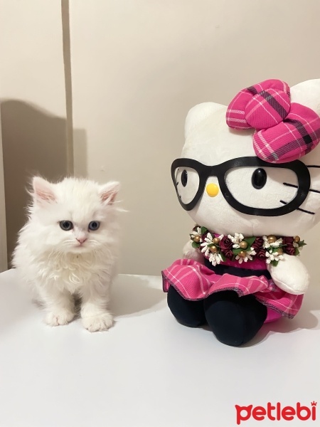 Chinchilla, Kedi  Pamuk Lia fotoğrafı