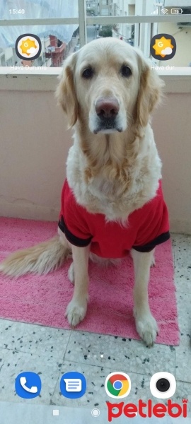 Golden Retriever, Köpek  Daisy fotoğrafı