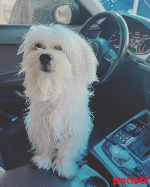Maltese, Köpek  Kaju fotoğrafı