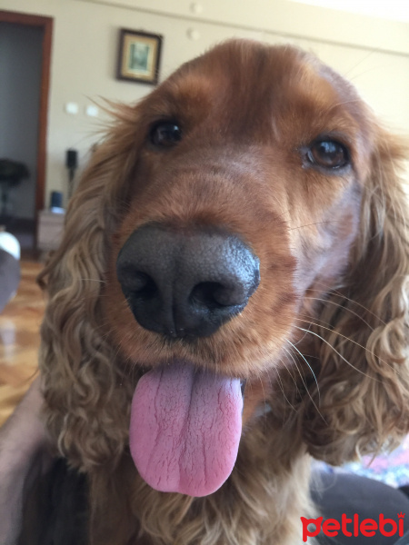 İngiliz Cocker Spaniel, Köpek  tarçın fotoğrafı