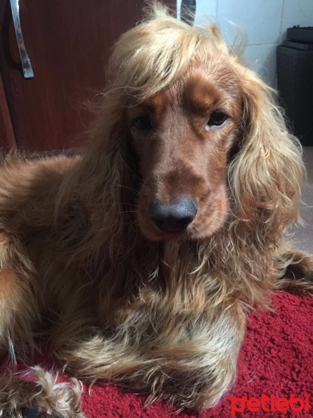 İngiliz Cocker Spaniel, Köpek  tarçın fotoğrafı