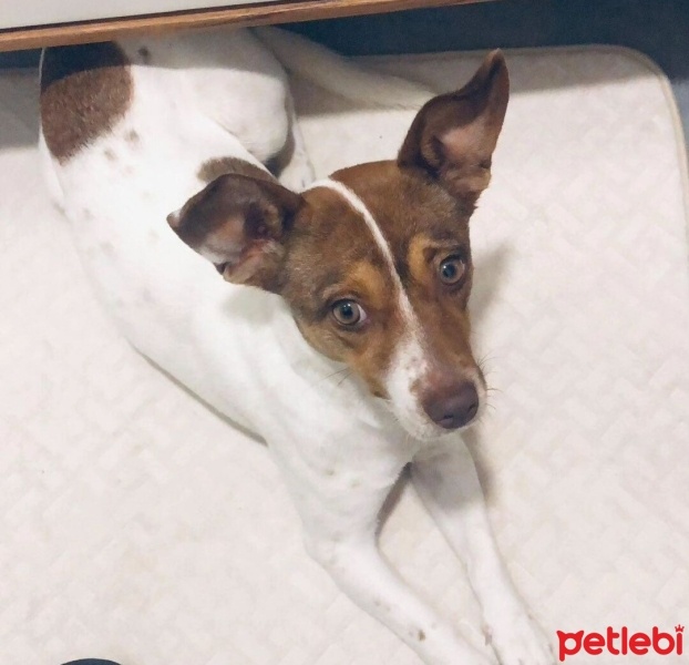 Jack Russell Terrier, Köpek  Luna fotoğrafı