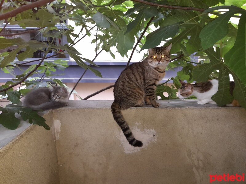 British Longhair, Kedi  Hera Eros ve Atlas üç tane kedim var. fotoğrafı