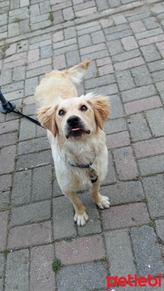 Golden Retriever, Köpek  Lokum fotoğrafı