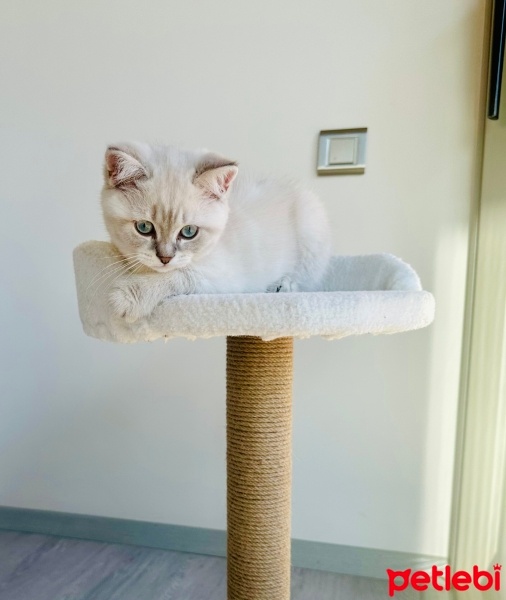 British Shorthair, Kedi  Mavi fotoğrafı