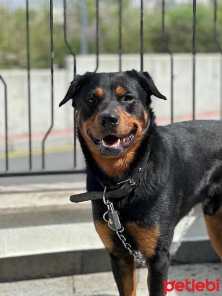 Rottweiler, Köpek  Paşa fotoğrafı