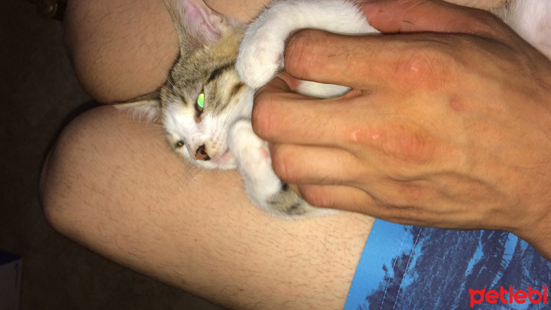 Tekir Kedi, Kedi  Dayı fotoğrafı