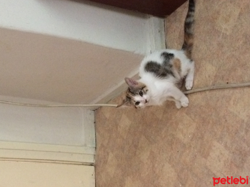 Tekir Kedi, Kedi  Dayı fotoğrafı
