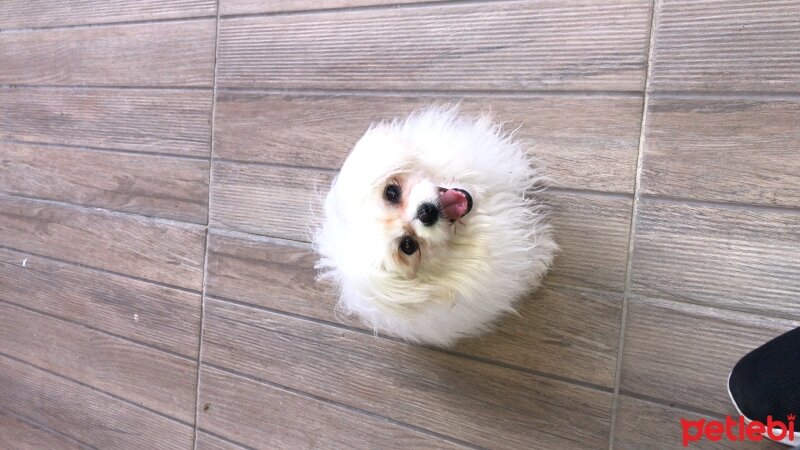 Maltese, Köpek  paris fotoğrafı