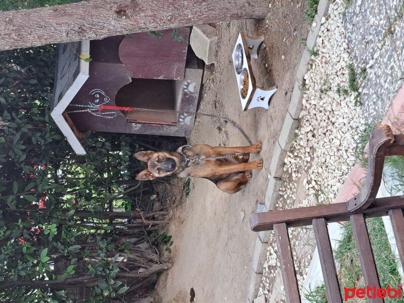 Belçika Malinois, Köpek  Mari fotoğrafı