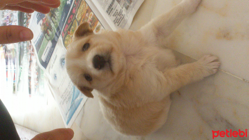 Sokö (Sokak Köpeği), Köpek  Yoshi fotoğrafı