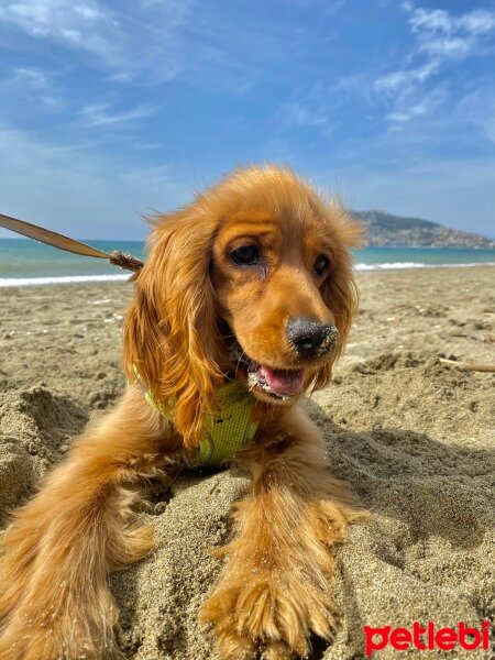 Amerikan Cocker Spaniel, Köpek  Gofret fotoğrafı