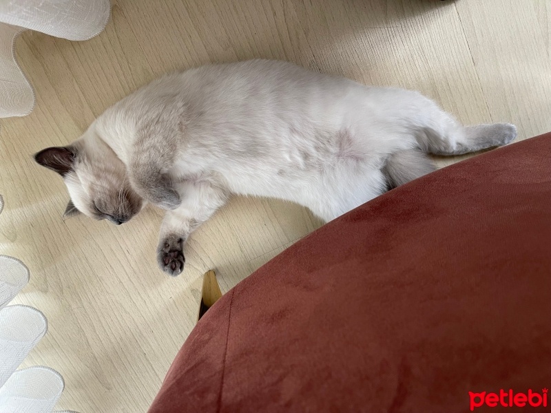 British Shorthair, Kedi  Sütlaç fotoğrafı