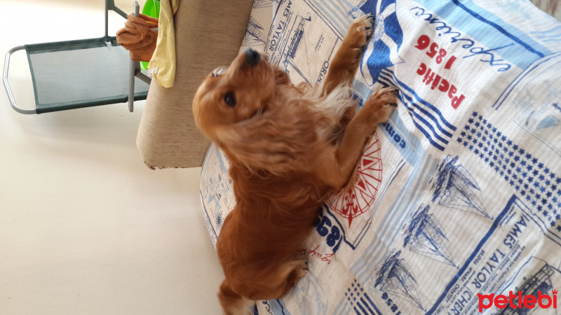 Amerikan Cocker Spaniel, Köpek  Puki fotoğrafı
