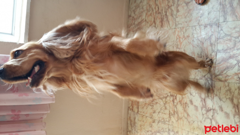 Amerikan Cocker Spaniel, Köpek  Puki fotoğrafı