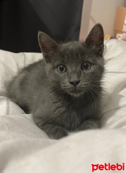 Tekir Kedi, Kedi  Pars fotoğrafı
