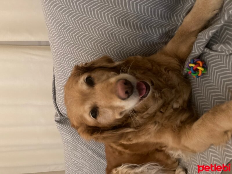 Golden Retriever, Köpek  Lucy fotoğrafı