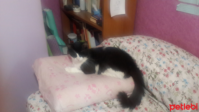 Tekir Kedi, Kedi  zeytin fotoğrafı