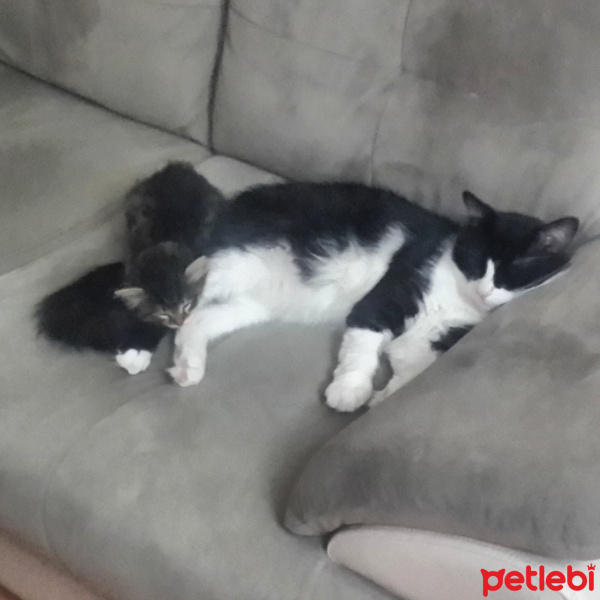 Tekir Kedi, Kedi  zeytin fotoğrafı