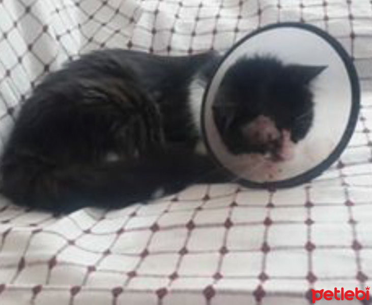 Tekir Kedi, Kedi  zeytin fotoğrafı